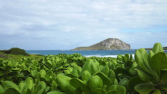 Lush green coastal plants with distant island mountain view