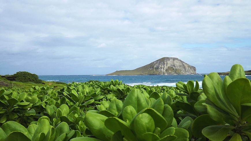 Lush green coastal plants with distant island mountain view