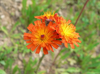 Vibrant Orange Hawkweed Flowers in Natural Spring Setting