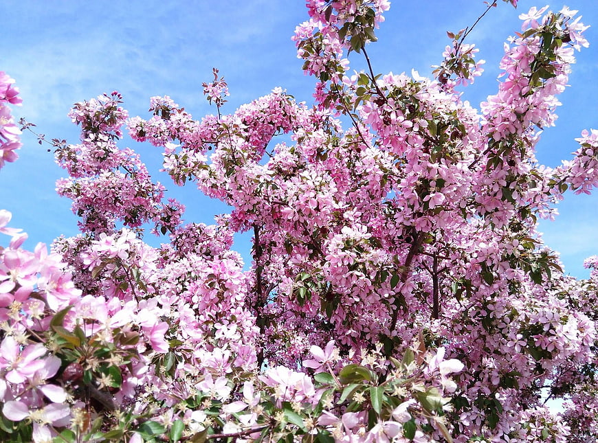 Pink Crabapple Blossoms Against Blue Sky