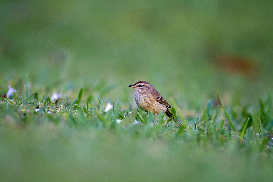 Small brown bird standing in green grass with blurred background