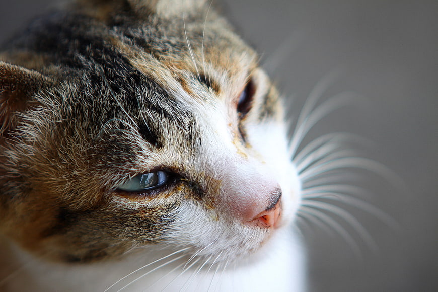 Close-up portrait of a calico cat with green eyes
