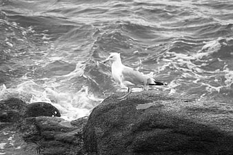 Seagull Standing on Rocky Shore with Ocean Waves
