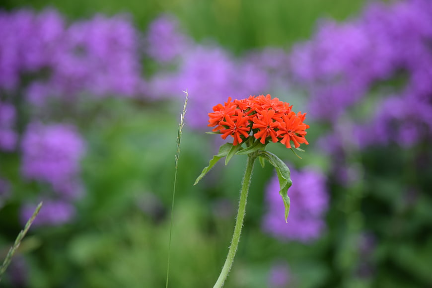 Vibrant Red Flower Against Blurred Purple Background