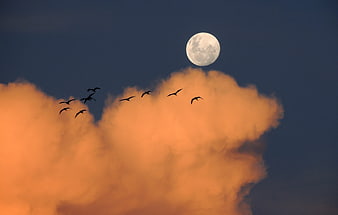 Flock of birds flying past full moon and orange clouds