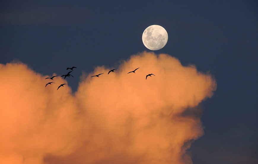 Flock of birds flying past full moon and orange clouds