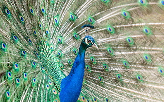 Male Peacock Displaying Vibrant Blue and Green Feathers