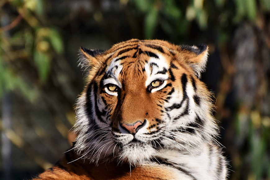 Close-up portrait of a majestic Siberian tiger head