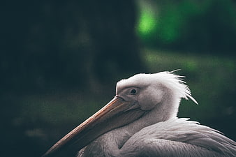 Close-up portrait of a white pelican with blurred background