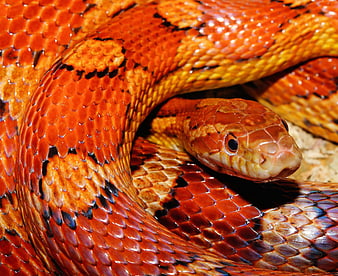 Close-up of vibrant orange corn snake with detailed scales