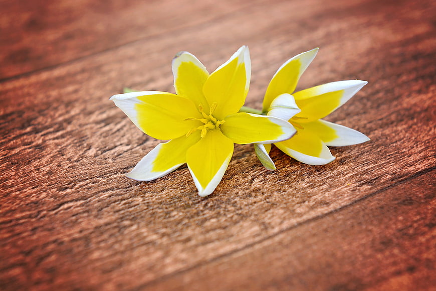 Yellow and white star tulips on rustic wooden surface