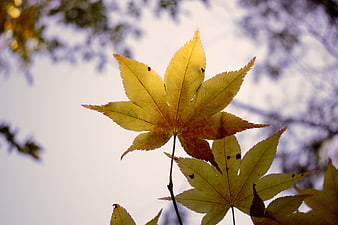 Yellow maple leaf backlit against blurred autumn sky