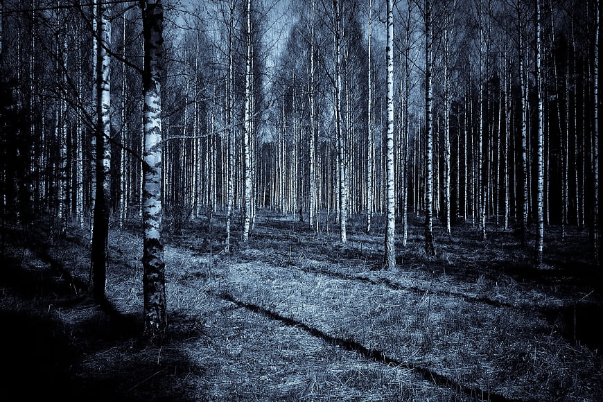 Spooky Blue Birch Forest at Night with Dark Shadows