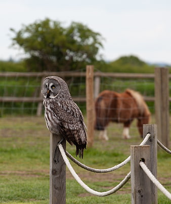 Great Gray Owl perched on wooden fence post with horse in background