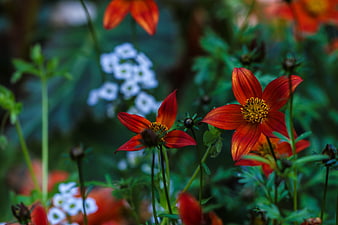 Vibrant Orange Cosmos Flowers in a Lush Garden