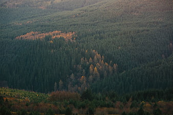 Aerial view of autumn forest with golden larch trees