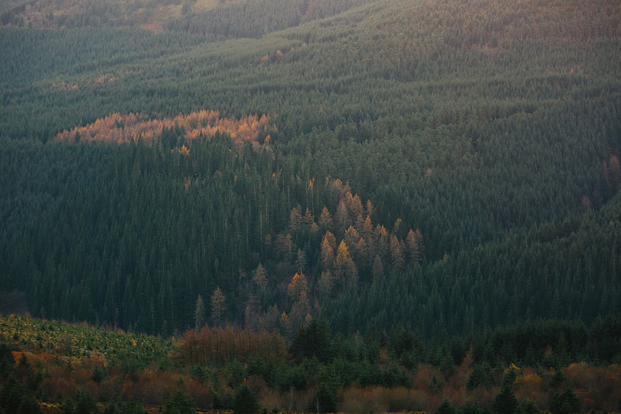 Aerial view of autumn forest with golden larch trees