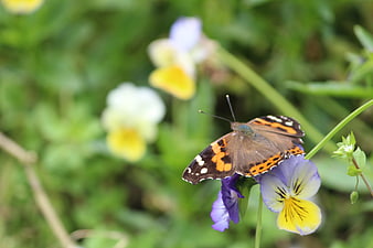 Red Admiral Butterfly on Purple and Yellow Pansy Flower