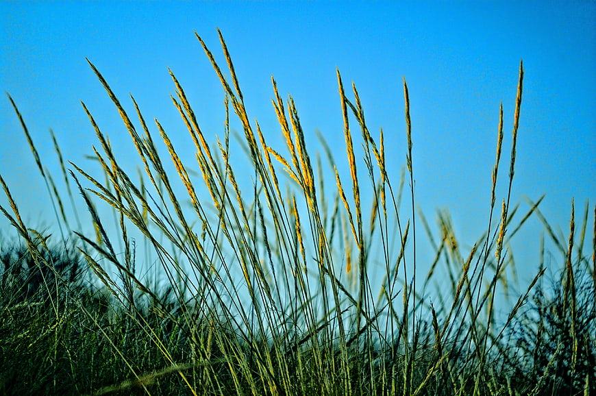 Tall Grass Stalks Against Blue Sky