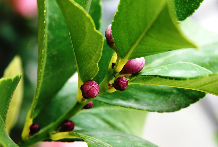 Close-up of purple lemon flower buds on green leaves