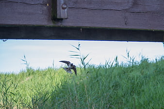Swallow bird flying under wooden bridge over green grass