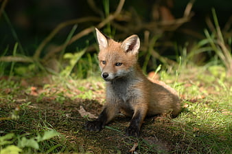 Cute Red Fox Cub Sitting in Forest Grass
