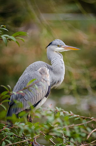Gray Heron Perched on Green Branches in Nature