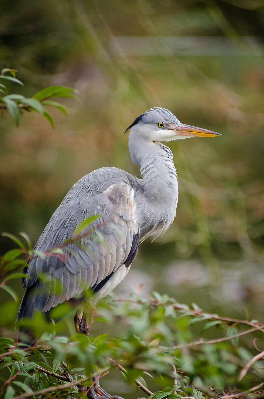 Gray Heron Perched on Green Branches in Nature