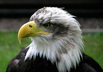 Close-up portrait of a bald eagle head with sharp yellow beak