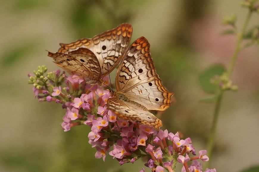 Two White Peacock Butterflies on Pink Butterfly Bush