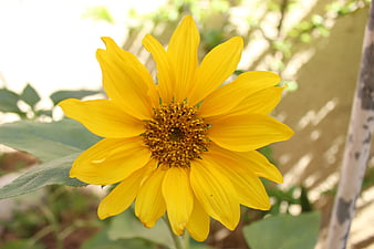 Close-up of a vibrant yellow sunflower in a garden