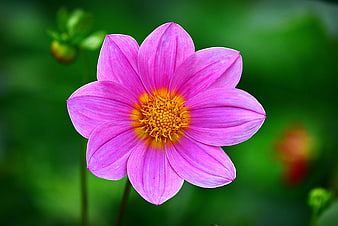 Vibrant Pink Cosmos Flower Close-Up with Yellow Center
