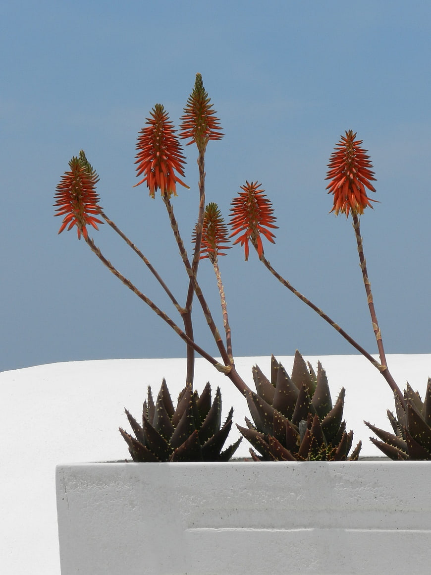 Blooming Aloe Vera Plant in White Planter Against Blue Sky