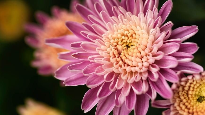 Close-up of vibrant pink chrysanthemum flower with yellow center
