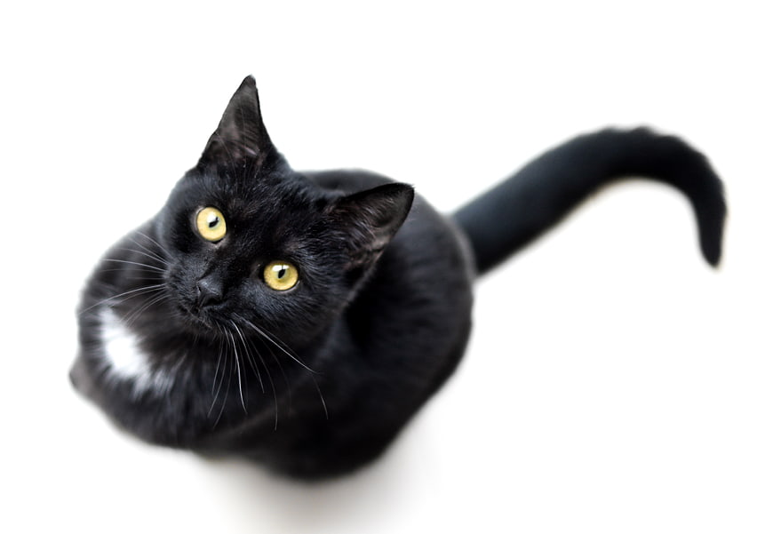 High angle view of cute black cat with yellow eyes looking up