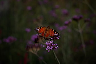 Peacock butterfly on purple verbena flower close-up