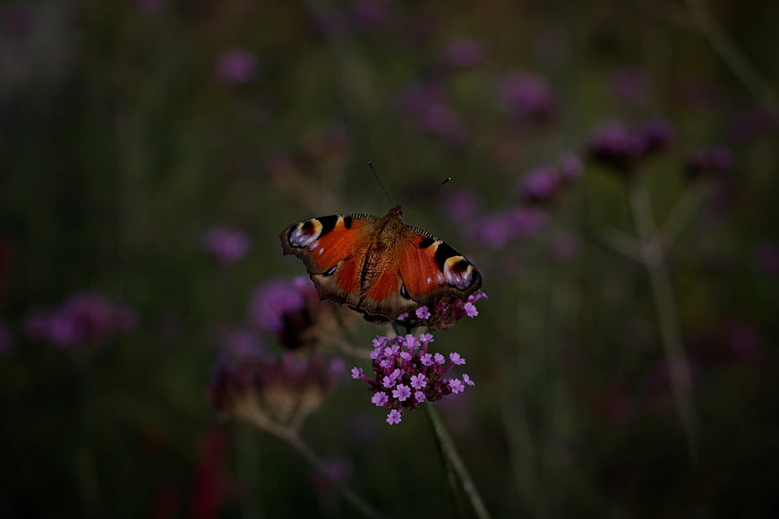 Peacock butterfly on purple verbena flower close-up