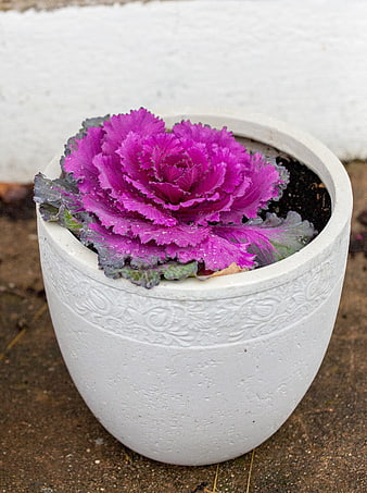 Vibrant purple ornamental kale in white ceramic pot