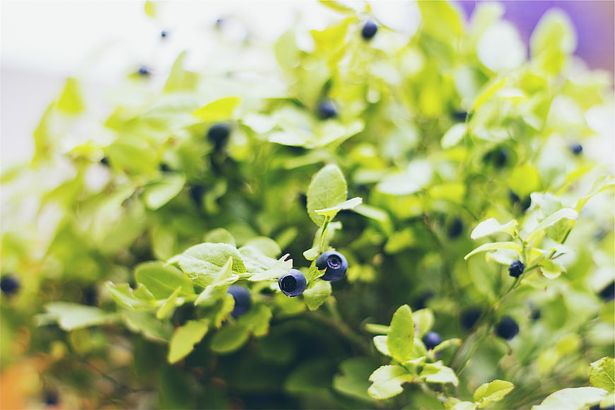 Fresh Blueberries Growing on Bush in Garden