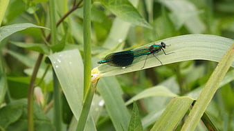 Iridescent Banded Demoiselle Damselfly on Green Leaf