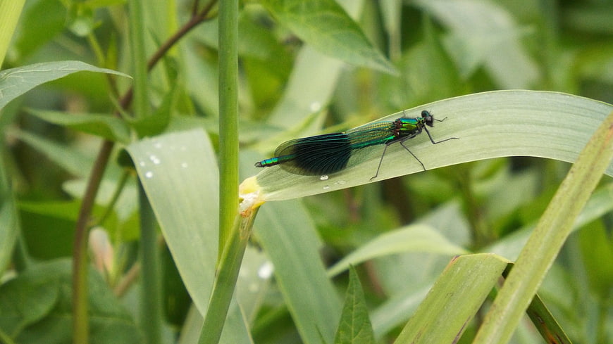 Iridescent Banded Demoiselle Damselfly on Green Leaf