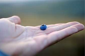 Single Blueberry in Open Palm Hand