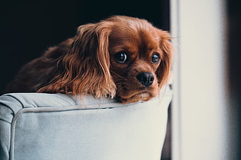 Cute brown puppy resting on sofa looking out window