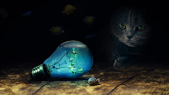 Gray cat watching fish in light bulb aquarium