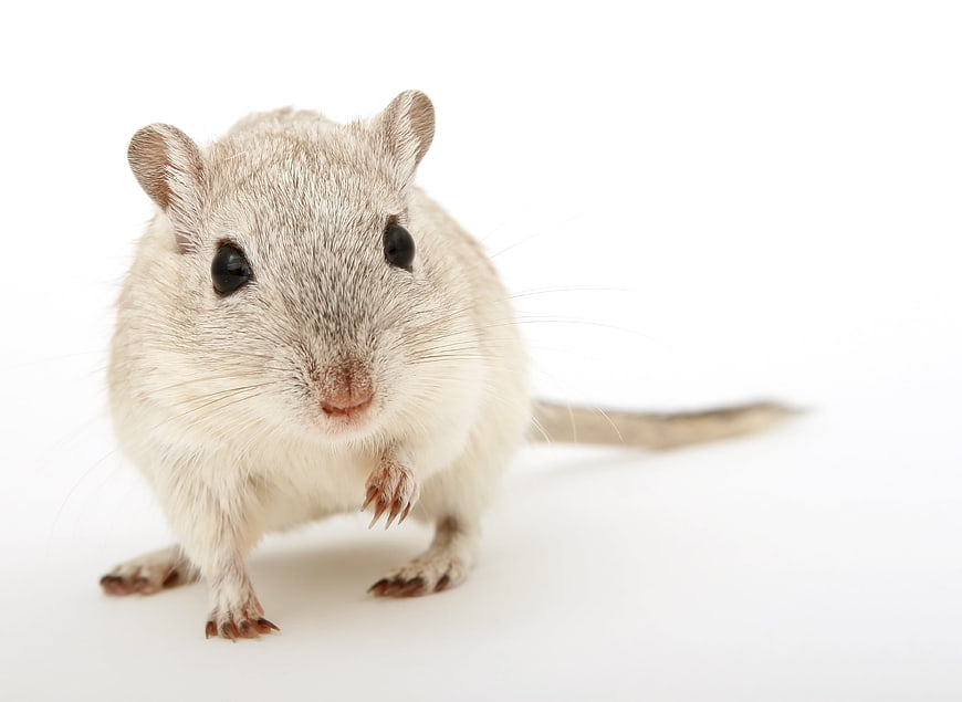 Cute Gerbil Isolated on White Background