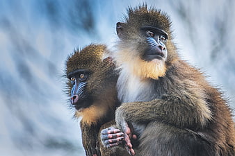 Close-up of Two Mandrills with Blue Faces and Golden Manes