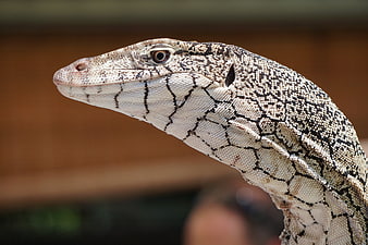 Close-up profile of a Perentie lizard head with detailed scales