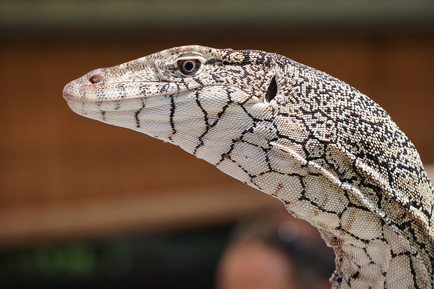 Close-up profile of a Perentie lizard head with detailed scales