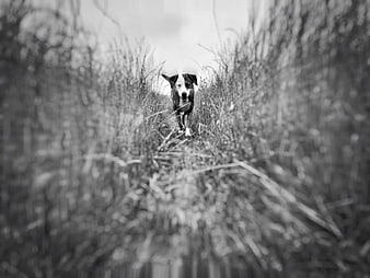 Black and white dog running through tall grass path