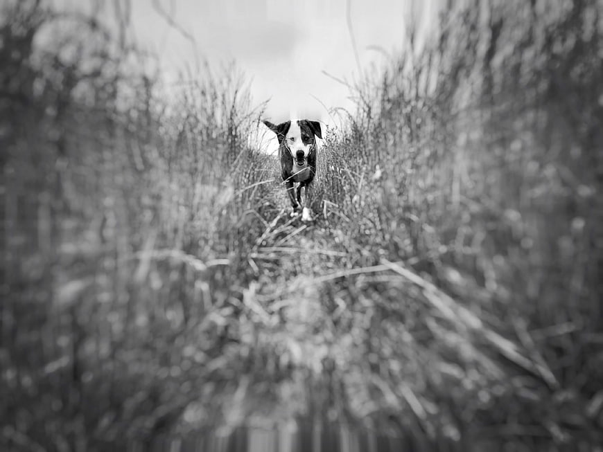 Black and white dog running through tall grass path